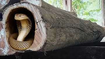 Finding the most dangerous super teak wood!! Super large sawmill