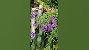 Cây hoa chuỗi ngọc