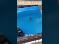 「飛び跳ねはダメと分かっている錦鯉」　錦鯉　金魚　ビオトープ　#shorts