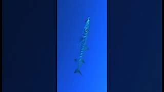 Barracuda attack #fishing #barracuda #fishing #attack