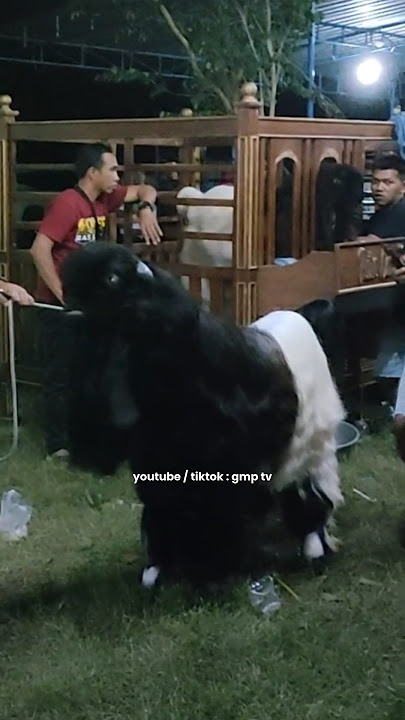 Kambing Etawa Juara Bertahan Gareng !!#kambing#kambingkontes#kambingetawa#shorts