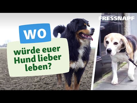 Video: Leben Nach Dem Ungezogenen Hund