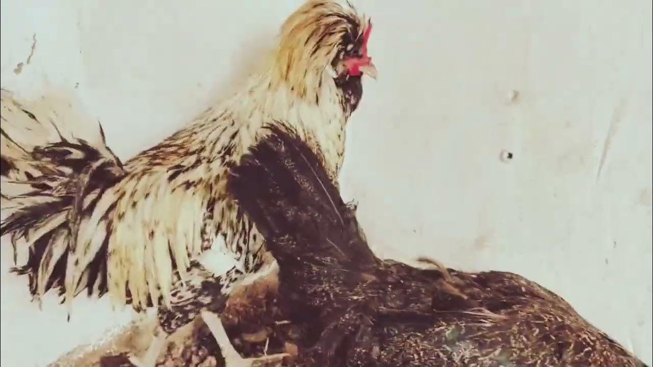 how-to-make-hen-house-chicken-house-hen-house-fun