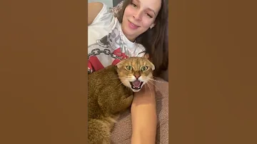 Кошка охраняет ребеночка 