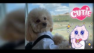 Cute Funny Pets Video | Cute Dogs