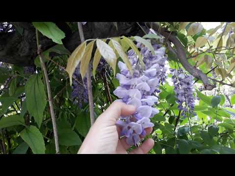 Video: Wisteria Çiçek Açmayacak - Wisteria Çiçekleri Nasıl Açılır