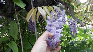 Mor Salkim, Wi̇steri̇a Si̇nesi̇s Genel Bi̇lgi̇