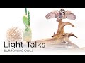 Burrowing Owls: Habitat and Behavior