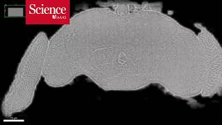 Snippet: Researchers image an entire fly brain in minute detail