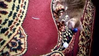 My Little Meooo Playing The Bolls Cutie Pie Catty Lovely