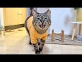 ご飯の前は文句タラタラだけど、寝る前は夫のお風呂を待つ猫が健気すぎた笑