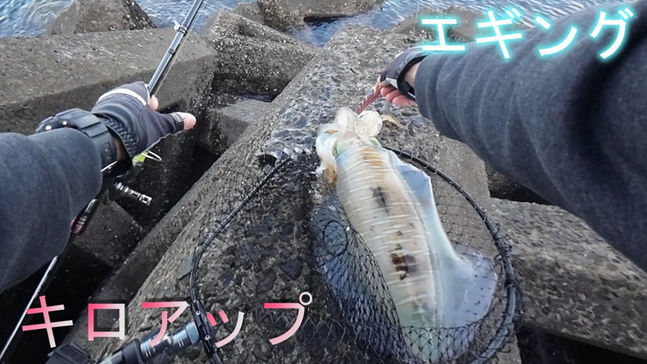 【エギング】流れの中にいたキロアップとサイトでの良型