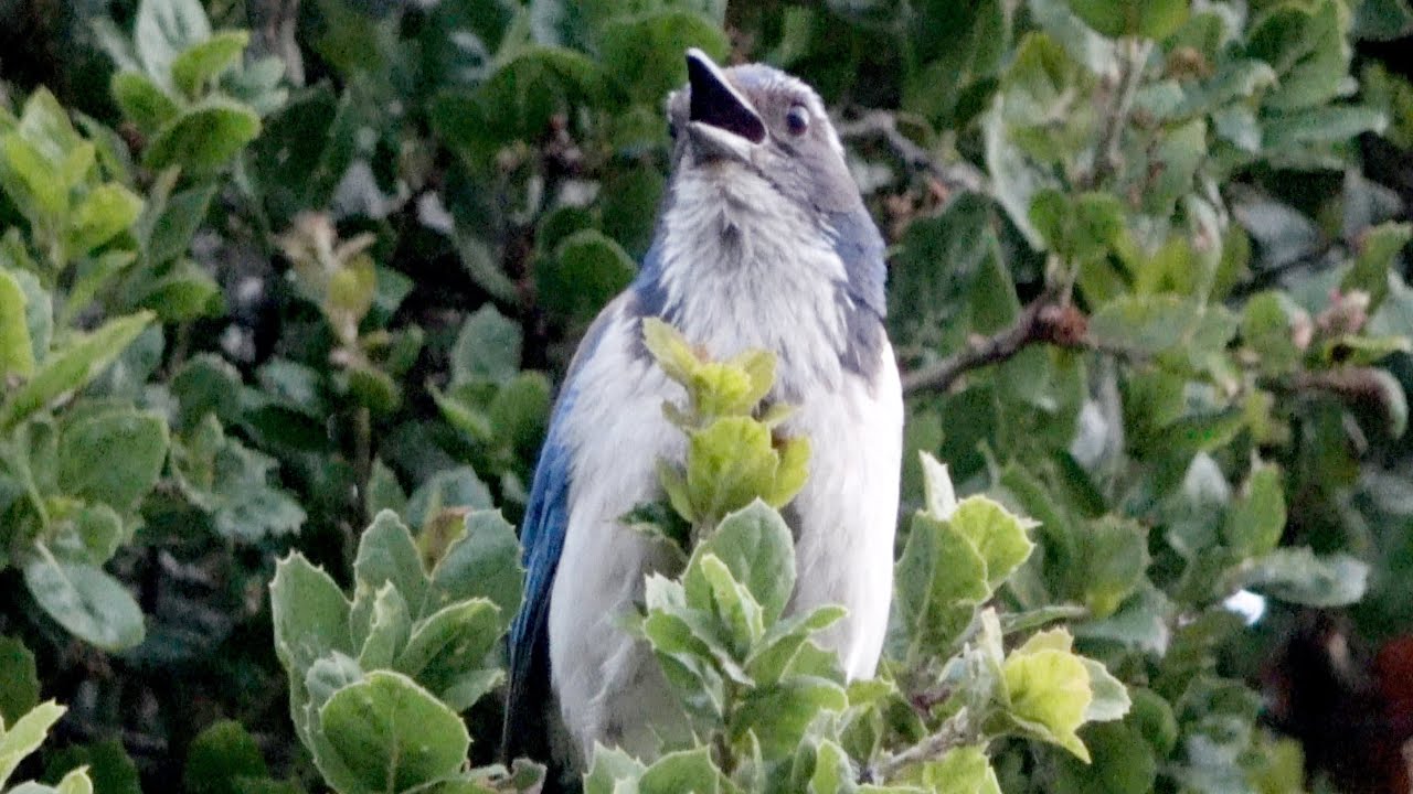 Contact calls of California Scrub jays YouTube