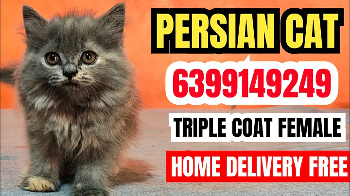 Video 9020501: persian cat kitten pet, quality persian cat kitten, persian cat show quality, persiancat