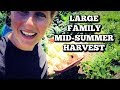 Come Join Us in the Garden | Large Family Harvest | Eating a 10 Month Old Cabbage