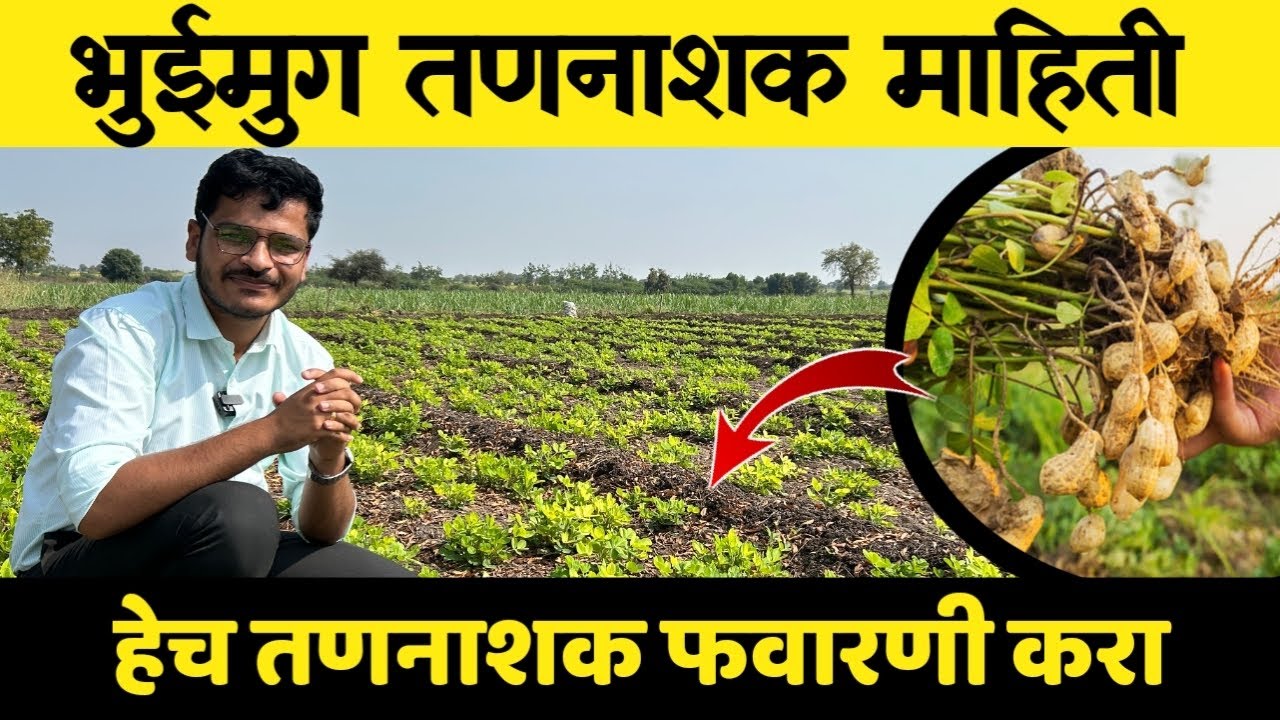 भुईमुग तणनाशक माहिती / bhuimug pikatil tannashak ( Groundnut herbicide ...