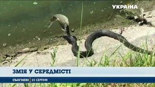 Метрова змія влаштувала переполох серед харків'ян