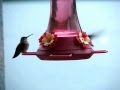 Humming birds feeding outside the living room window over looking Baynes Sound, BC