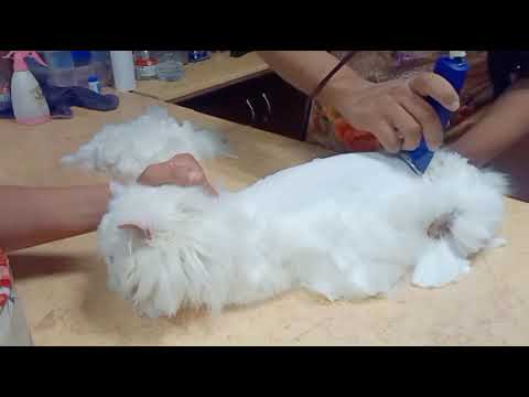 فيديو: كيفية العناية بصندوق فضلات القطط (بالصور)