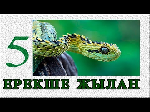 Бейне: Жер шарындағы ең улы 5 жылан