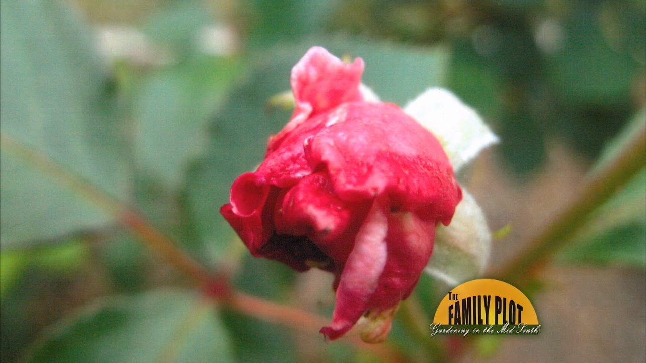 Rose Buds Petals