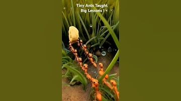 Tiny ants, Big Lessons! #shorts #hardwork #ants #unity #teamwork #discipline #kidslearning #ytshort