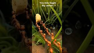 Tiny ants, Big Lessons! #shorts #hardwork #ants #unity #teamwork #discipline #kidslearning #ytshort