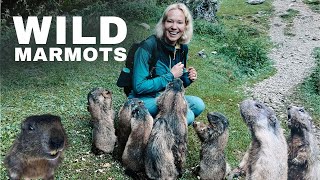We Met a Family of Wild Marmots in Dolomites