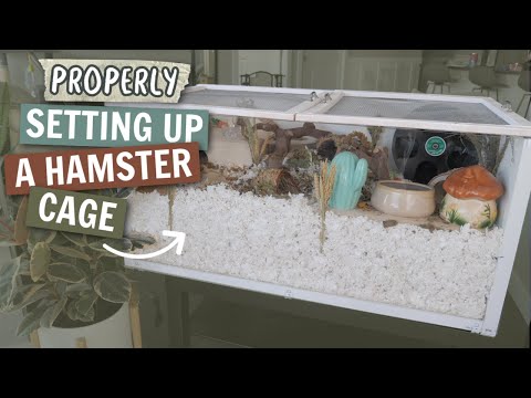 Video: Cum să configurați o cușcă de hamster: 15 pași (cu imagini)