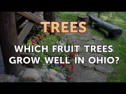 Video: Welche Frucht wächst am besten in Ohio?
