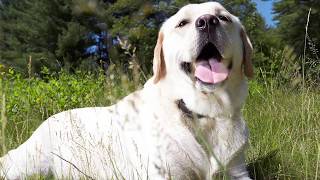 Labrador Retriever Dog deShedding screenshot 3