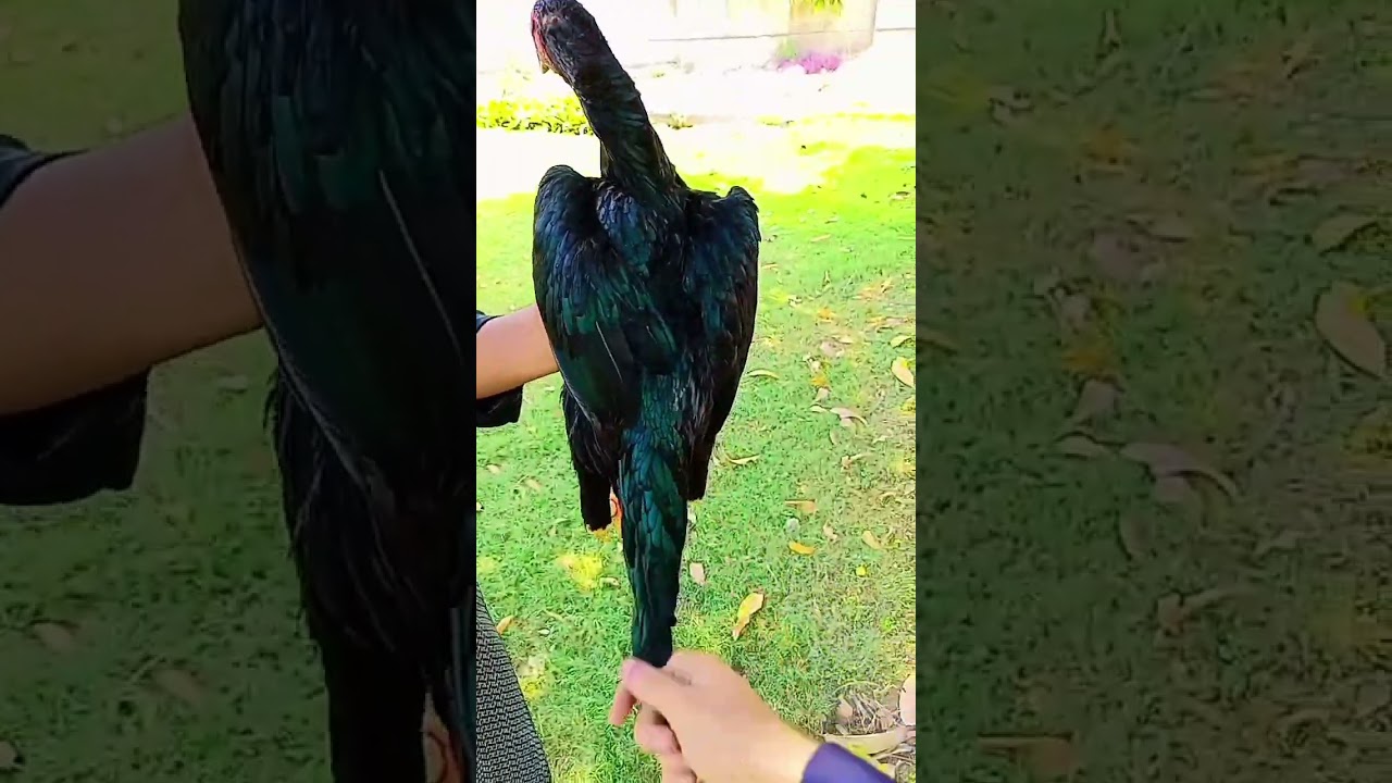 Kamalia breed female 🤩🤩🤩🥰🥰😚😚😙😙😘