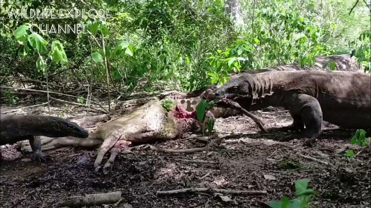 Komodo dragons prey on pregnant deer and their fetuses - YouTube