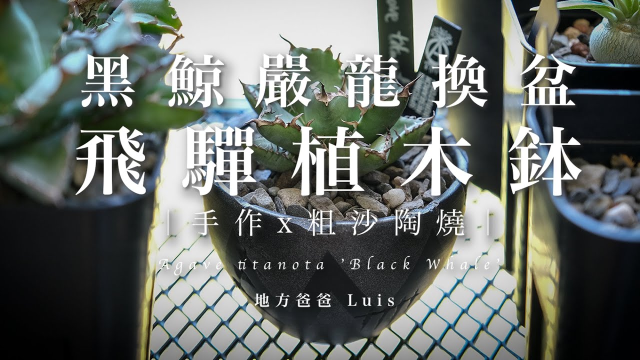 黑鯨嚴龍換盆 ｜龍舌蘭｜飛驒植木鉢｜Agave titanota ‘Black Whale’｜Agave titanota ｜多肉植物