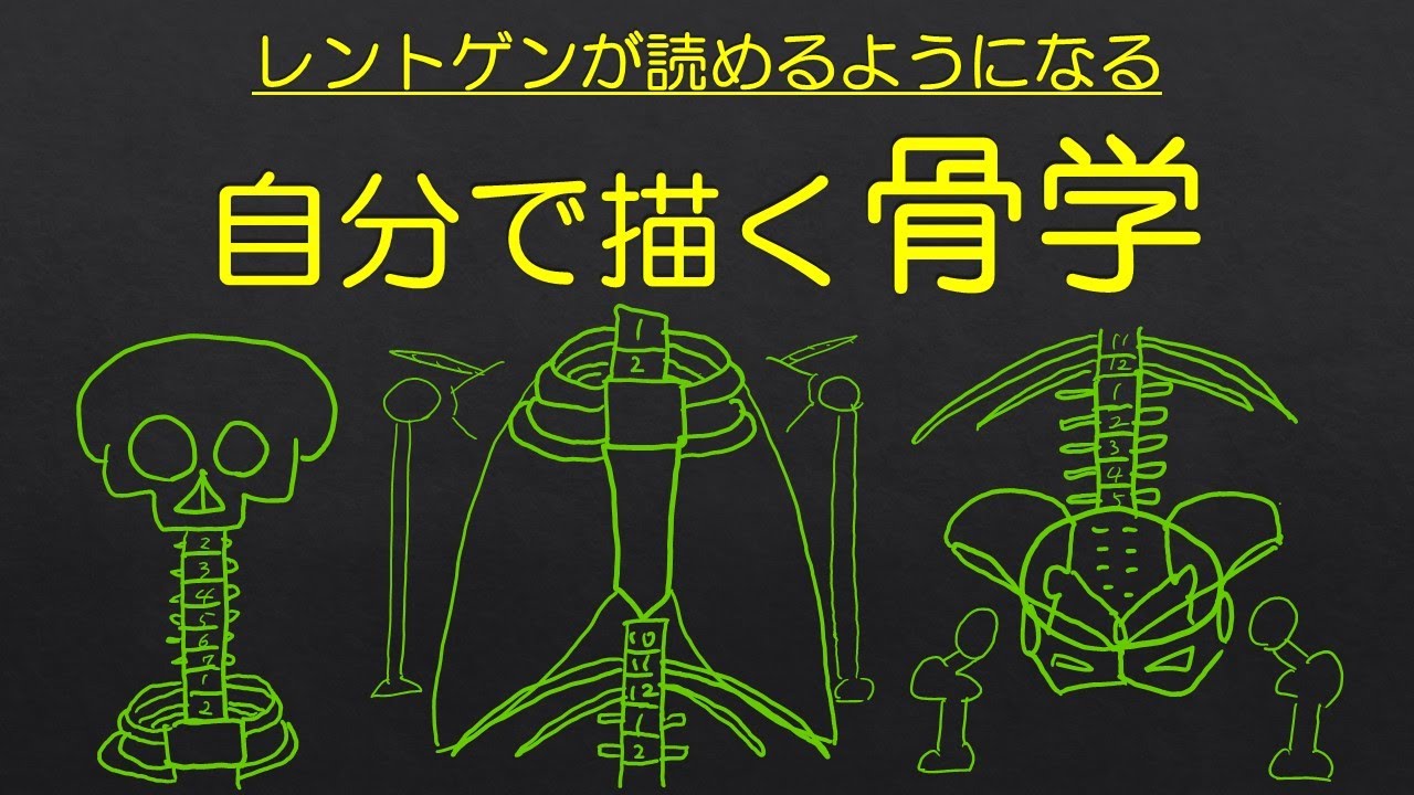 骨学/解剖学】全身の骨格を描けるようになる動画 - YouTube