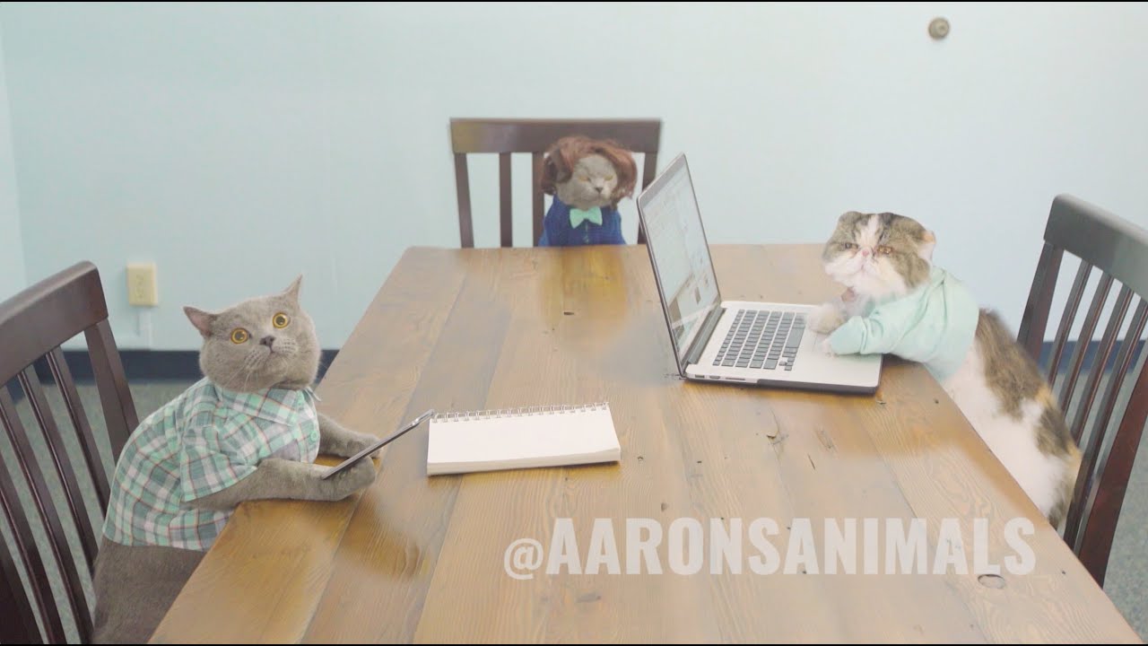 Cats in the Workplace - Aaron's Animals