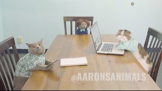 Cats in the Workplace - Aaron's Animals