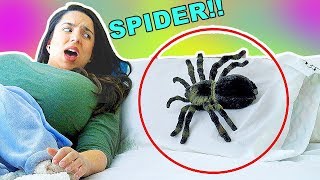 SPIDER IN BED!