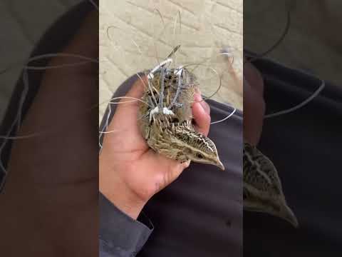 صباح الخير مقناص صقور الشمال حفر الباطن الدبدبه لاتنسوا الاشتراك في القناة وتفعيل الجرس