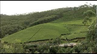 Refreshing view of Kerala tea estate