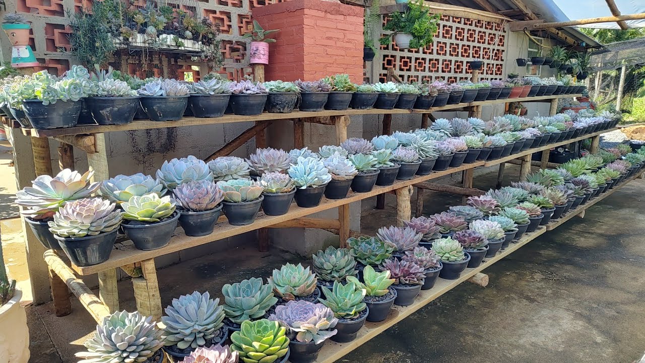 bancadas de andares .cortei todas as plantas dela 🤭