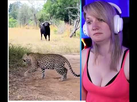 The Angry Buffalo Takes Revenge On The Cruel Apricot Leopard | Wild Animals