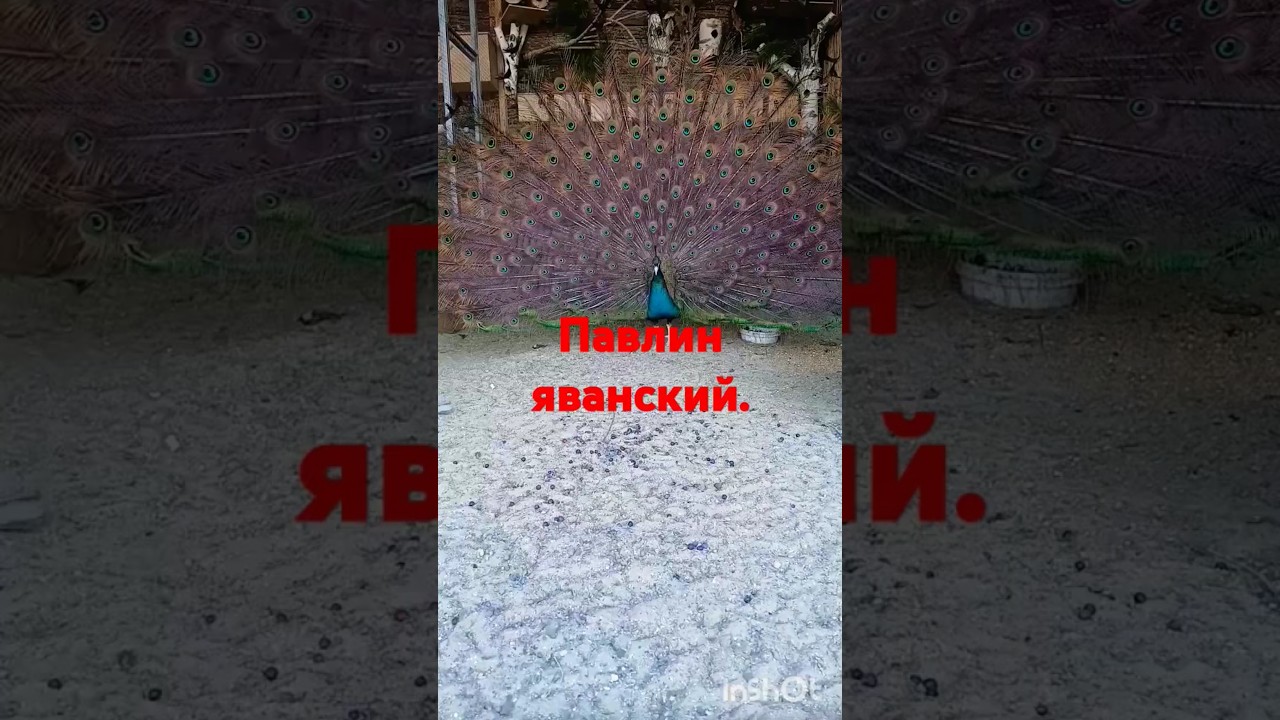 Павлин яванский, один из самых красивых павлинов.