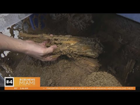 Wideo: W jakich miesiącach termity roją się na Florydzie?