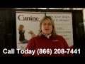 In Home Dog Training CT In Home Dog Training CT