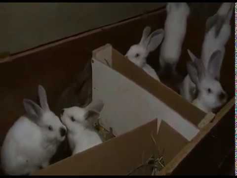 9 ბაჭიის კვებაზე ჩატარებული 1 თვიანი ექსპერიმენტი! 21/03/2020