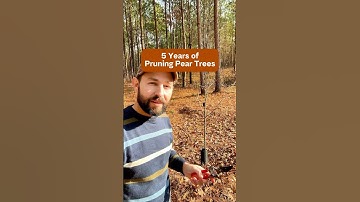 5 Years of Pruning Pear Trees #shorts #gardening #fruittrees #growyourownfood #homesteading #fruit
