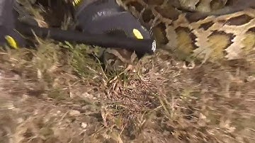 Python Bowl 2020 brings snake catchers to South Florida to compete for biggest, most snakes caught