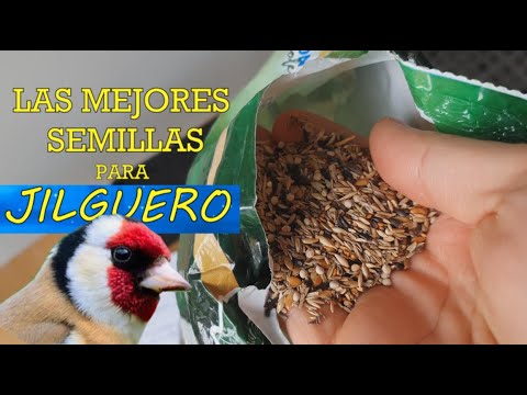 Mejores semillas para pájaros silvestres, ¡conócelas!