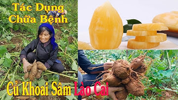 Tác Dụng Của Củ Khoai Sâm Đất Lào Cai Đối Với Sức Khỏe Con Người.